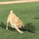 Illustration for article titled Baseball Dog Shirks His Duties, Remains A Good Dog